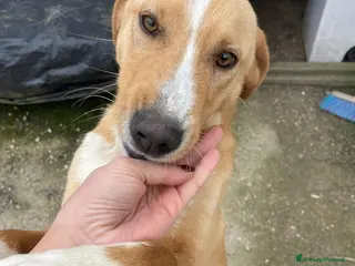 Meticcio cani IL DOLCISSIMO OLIVER a Provincia di Padova - Annuncio 22