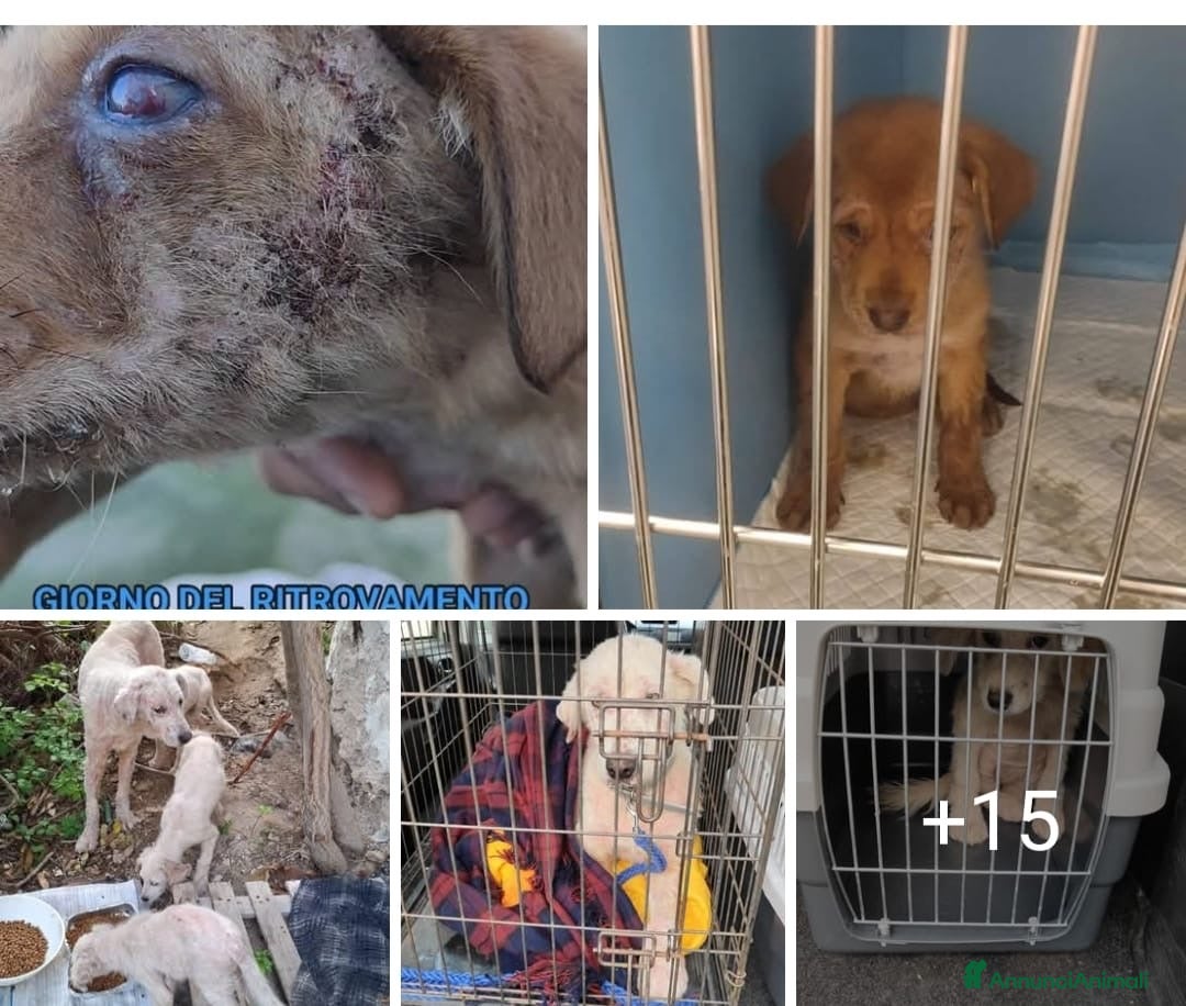 Meticcio cani ADOZ.DEL CUORE: chiedono aiuto loro box dei canili - Annuncio 1