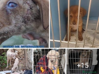 Meticcio cani ADOZ.DEL CUORE: chiedono aiuto loro box dei canili - Annuncio 3