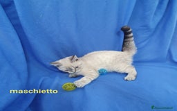 Scottish gatti in vendita: Scottish fold e straight  a Provincia di Frosinone - Immagine 9