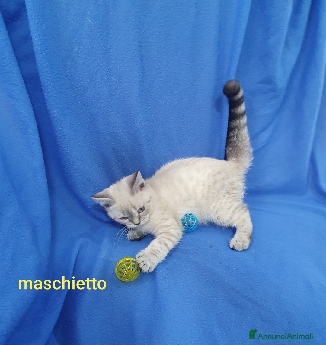 Scottish gatti in vendita: Scottish fold e straight  a Provincia di Frosinone - Immagine 9