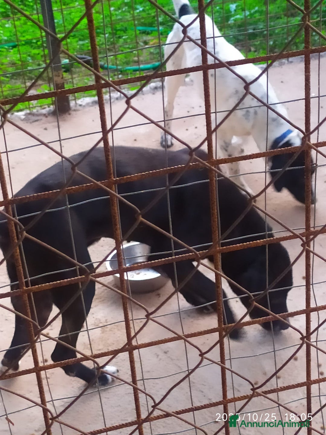 Meticcio cani in regalo: NEANCHE UNA RICHIESTA PER QUESTO NONNINO!?!? - Annuncio 7