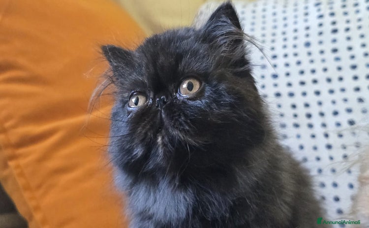 Persiano gatti a Provincia di Lucca - Annuncio 20