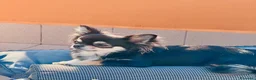 Chihuahua cani in vendita: Cucciolo Chihuahua pelo lungo wolf sable - Annuncio 7