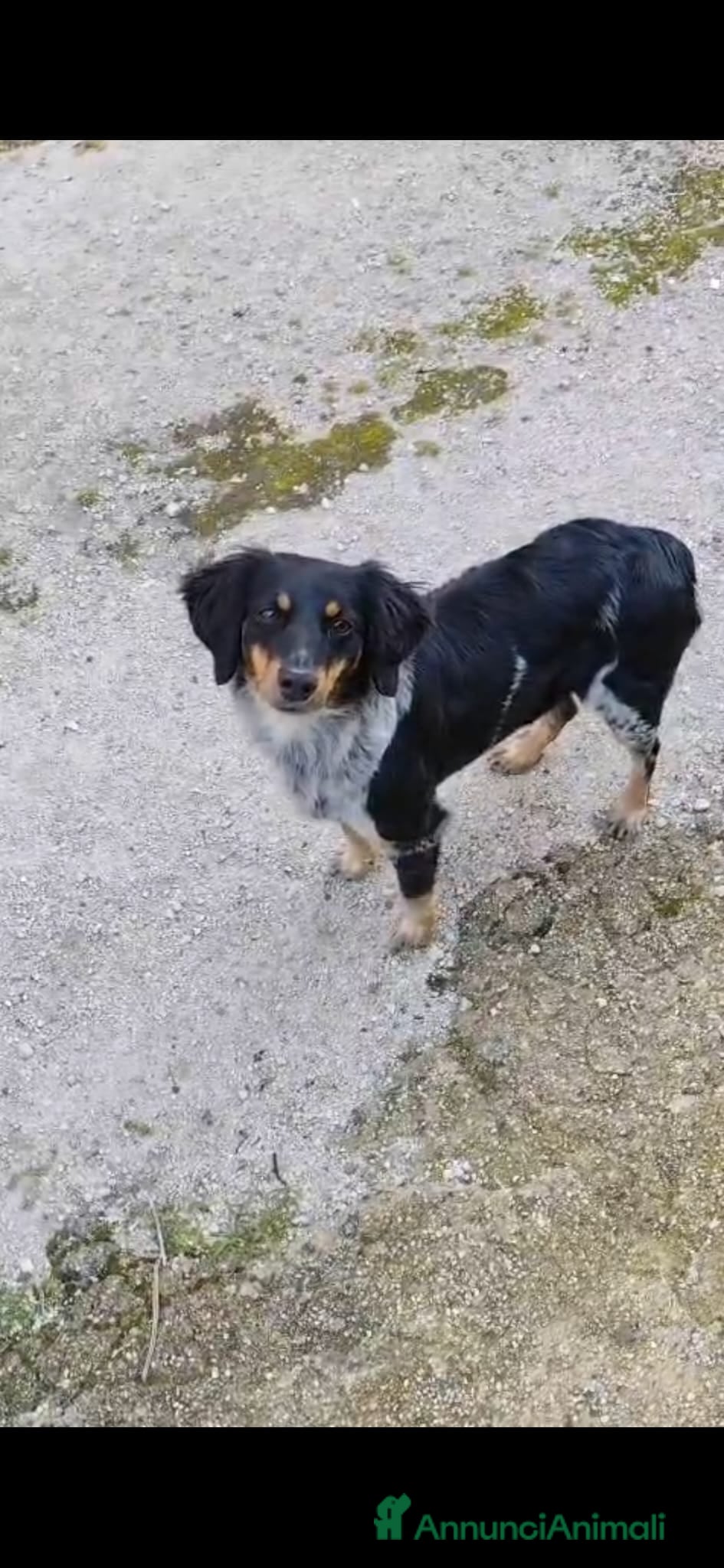 Meticcio cani Daila dolcissima cagnolina tricolore - Annuncio 1