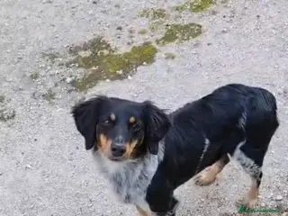 Meticcio cani Daila dolcissima cagnolina tricolore - Annuncio 1