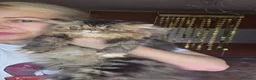 Persiano gatti in vendita: Gatti persiani  - Annuncio 9