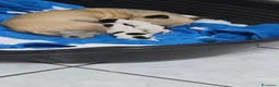 Chihuahua cani in vendita: Cucciolo chiuhuhua maschietto bianco e nero a Provincia di Brescia - Annuncio 2