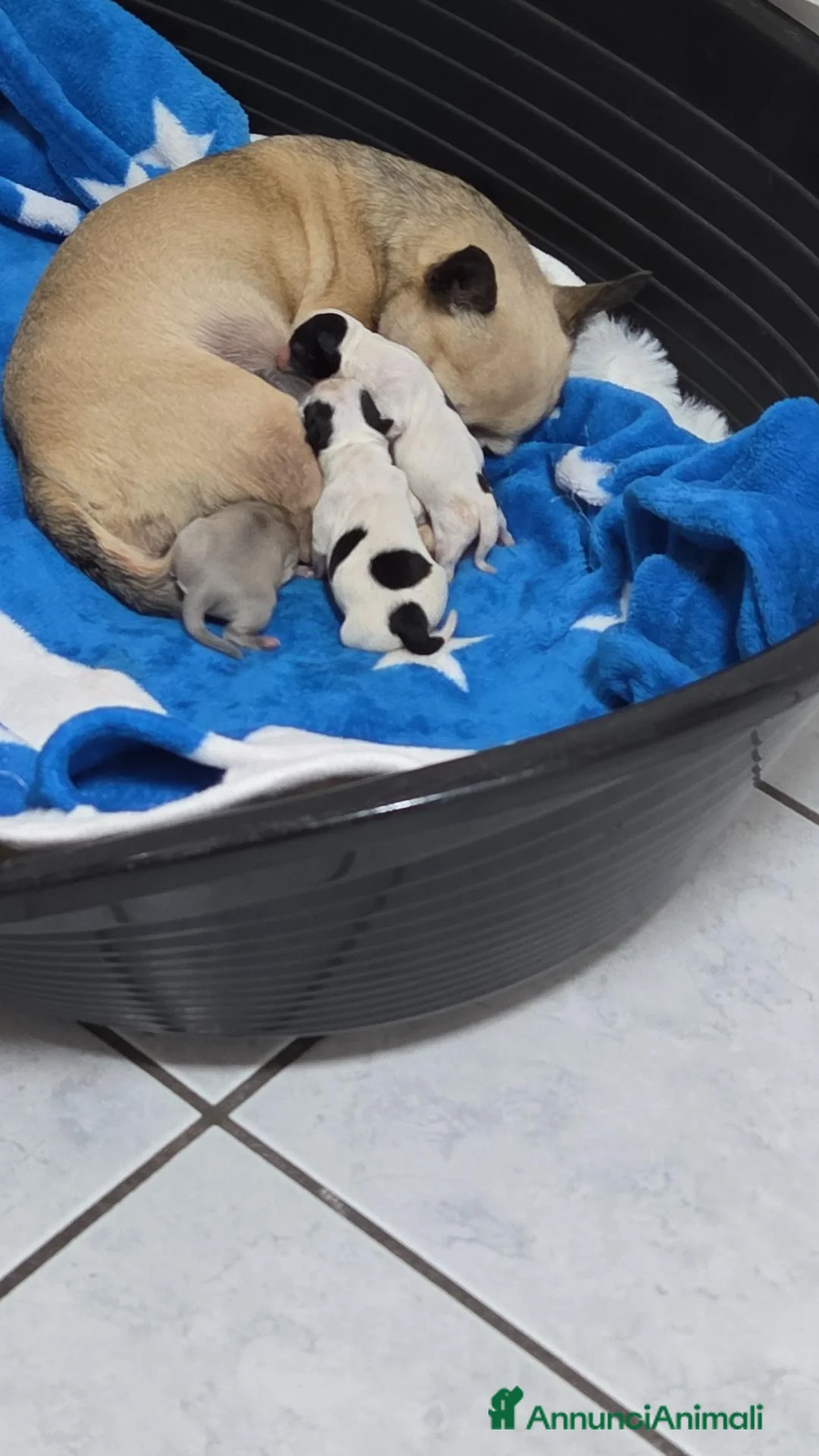 Chihuahua cani in vendita: Cucciolo chiuhuhua maschietto bianco e nero a Provincia di Brescia - Annuncio 2