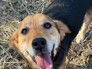 Meticcio cani SETH, nanetto super coccolone. TG PICCOLA. - Annuncio 24