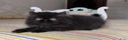 Persiano gatti in vendita:  Annarita Oh, Bambina! - Annuncio 4