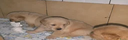Golden Retriever cani in vendita:  Golden retriever pedigree ENCI 90% americani  - Annuncio 10
