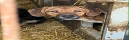 Meticcio cani in regalo: TOM & TINO, buffissimi cuccioli orecchie lunghe! - Annuncio 9
