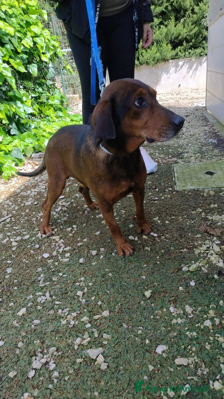 Meticcio cani pALLINO - Annuncio 1