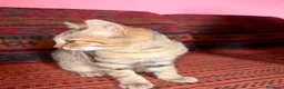 Meticcio gatti in regalo: GATTINA SPECIALIE a Provincia di Lodi - Annuncio 2