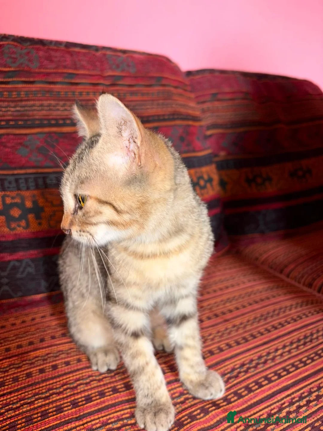 Meticcio gatti in regalo: GATTINA SPECIALIE a Provincia di Lodi - Annuncio 2