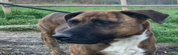 Meticcio cani in regalo: MORGANA superaffettuosa! - Annuncio 10