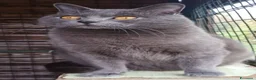 Certosino gatti in vendita: Certosino  - Annuncio 6