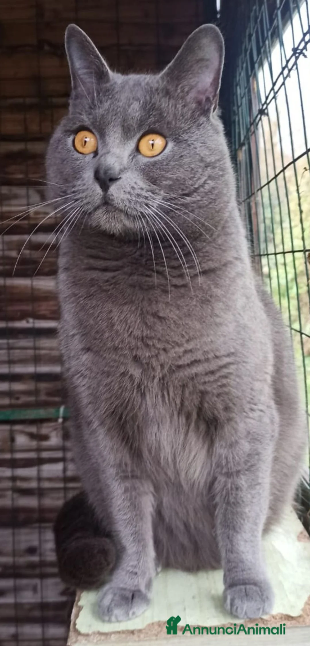 Certosino gatti in vendita: Certosino  - Annuncio 6