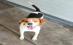 Altre razze cani in regalo: PACO   - Immagine 3