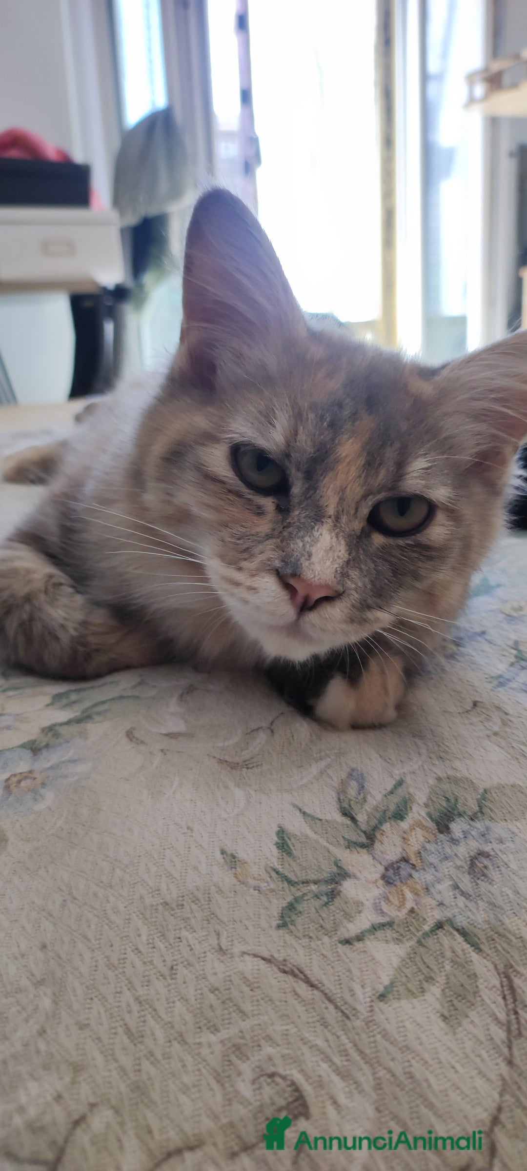 Norvegese gatti in vendita: Noah norvegese delle foreste - Annuncio 6