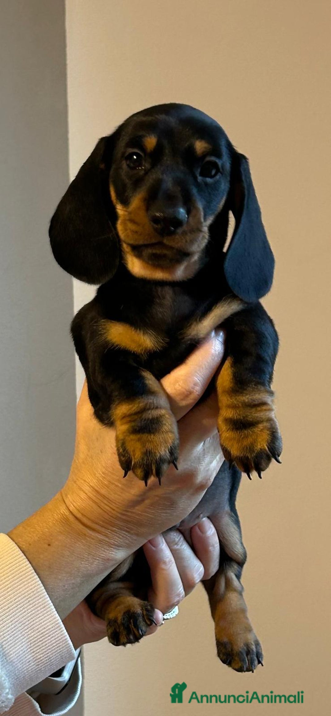 Bassotto cani in vendita: Bassotti Tedeschi Nani a Pelo Corto-Pedigree  - Annuncio 33