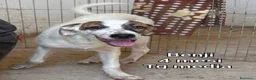 Meticcio cani in regalo: ADOTTA UN CUCCIOLO! a Provincia di Reggio Emilia - Annuncio 5