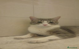 Europeo gatti in regalo: Fiocco d'argento - Immagine 2