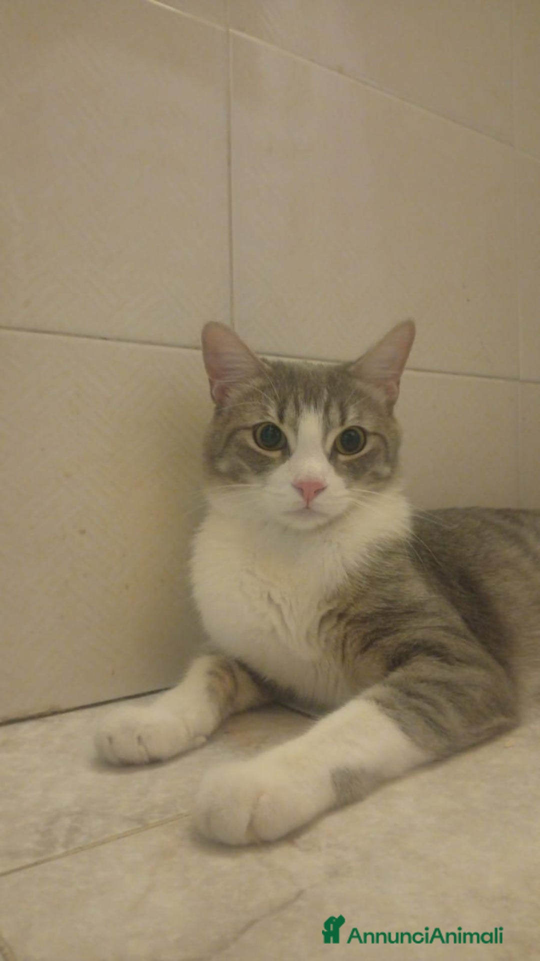 Europeo gatti in regalo: Fiocco d'argento - Annuncio 2