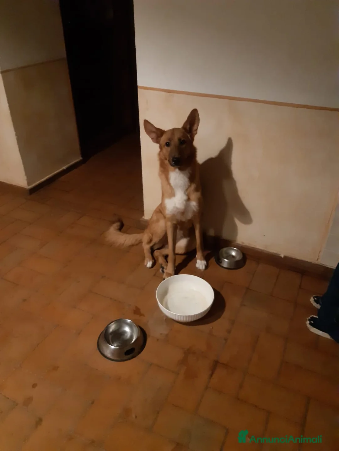 Meticcio cani in regalo: Una casa per Lilith a Città metropolitana di Roma Capitale - Annuncio 1