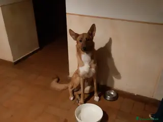 Meticcio cani Una casa per Lilith - Annuncio 1