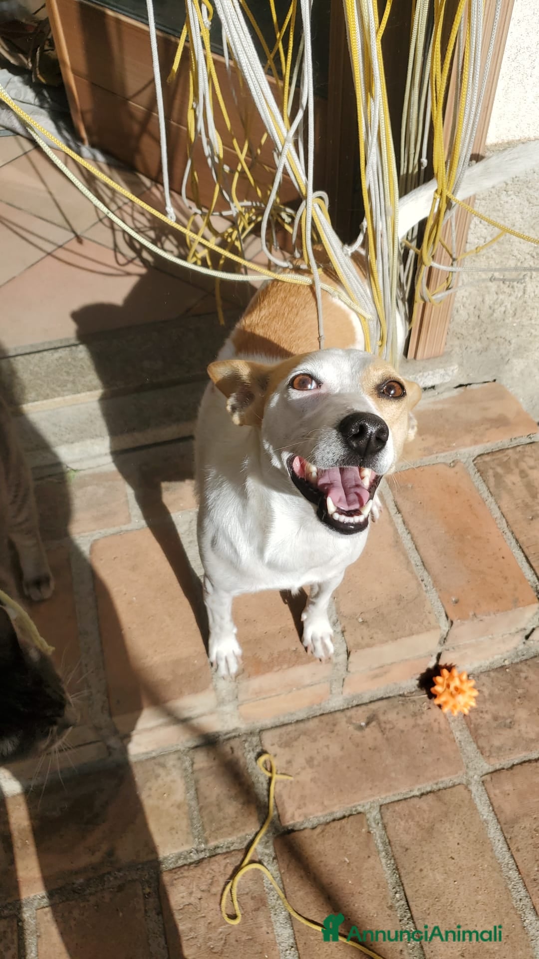 Meticcio cani in regalo: LILLY TAGLIA PICCOLA  - Annuncio 4