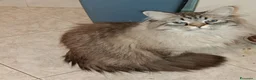 Siberiano gatti per accoppiamento: Siberiano Neva per accoppiamento  - Annuncio 3