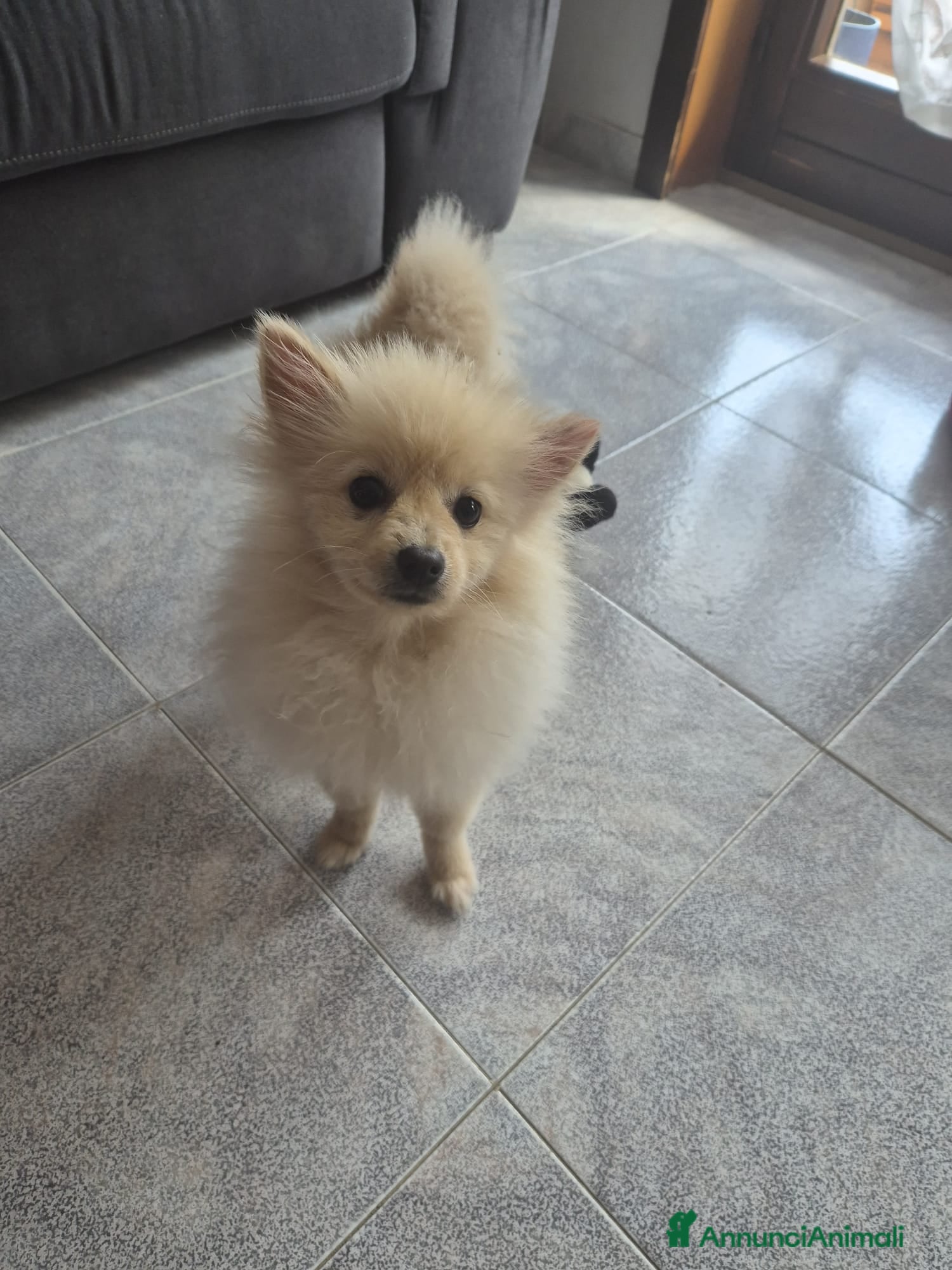 Spitz cani Vendo cane - Annuncio 4
