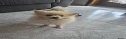 Spitz cani in vendita: Vendo cane - Annuncio 1