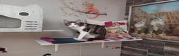 Europeo gatti in regalo: MICKY, affettuoso micio da adottare! - Annuncio 5