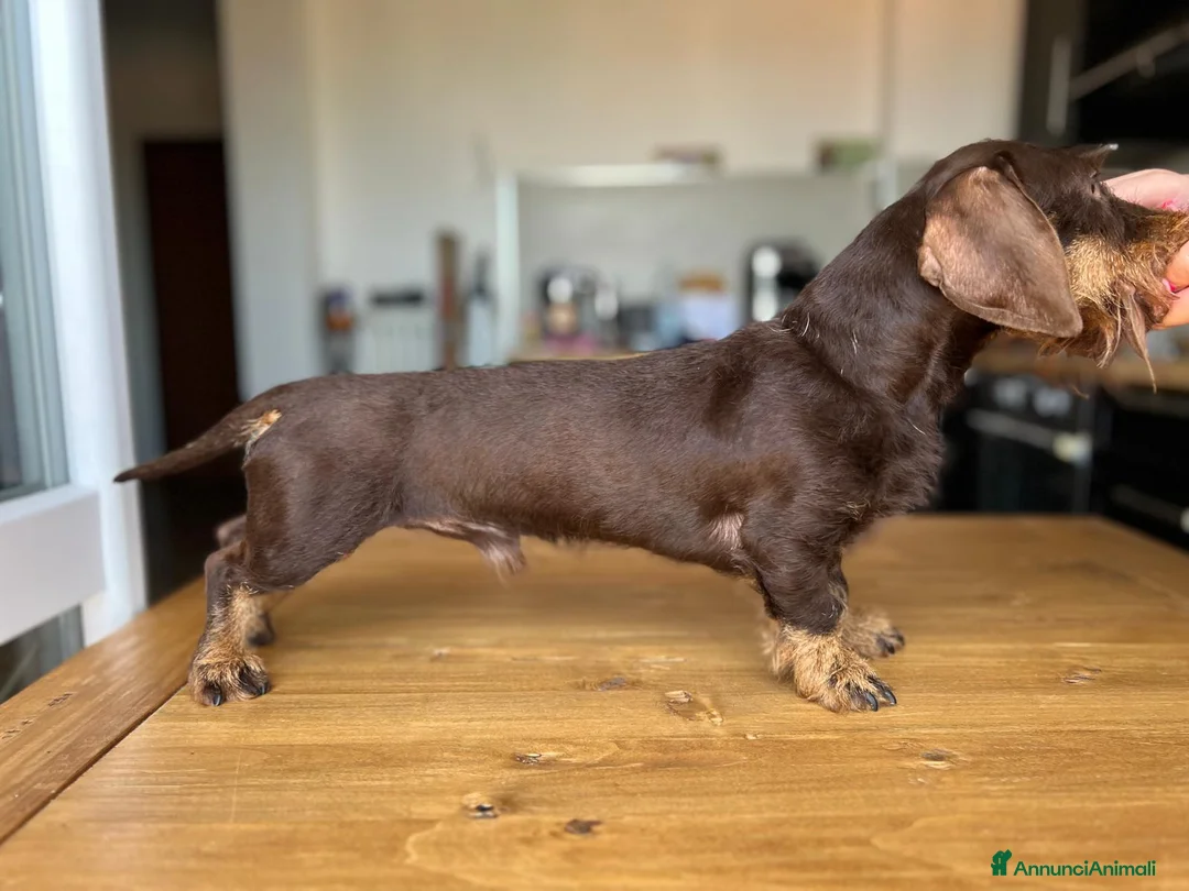 Bassotto cani per accoppiamento: Cercasi monta per bassotto nano a pelo duro a Provincia di Livorno - Annuncio 2
