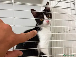 Meticcio gatti Felicia, 4 mesi di dolcezza - Annuncio 1