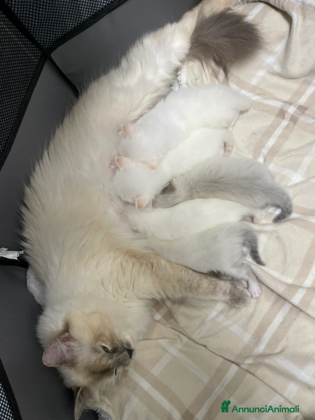 Siberiano gatti in vendita: Gattini Siberiani disponibili ad agosto a Città Metropolitana di Bologna - Annuncio 8