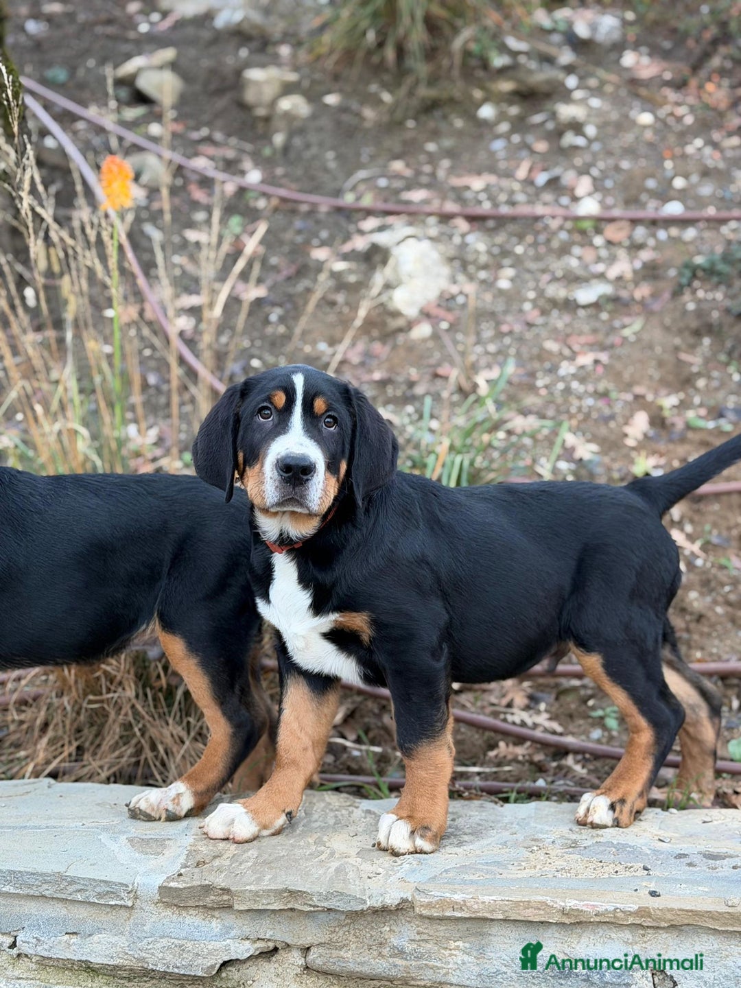 Grande Bovaro Svizzero cani in vendita: Disponibili cuccioli di grande bovaro svizzero - Annuncio 5
