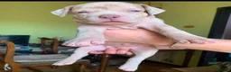 American Bully cani in vendita: American bully XL - Annuncio 6