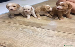 Barboncino cani in vendita: Barboncino, nuova cucciolata in casa a Città Metropolitana di Napoli - Immagine 4