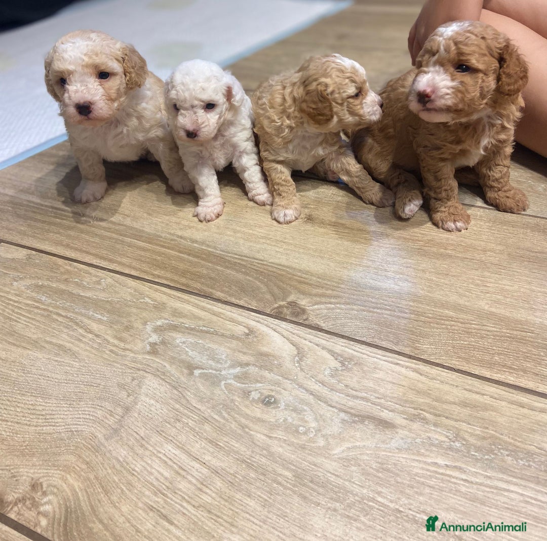 Barboncino cani in vendita: Barboncino, nuova cucciolata in casa a Città Metropolitana di Napoli - Immagine 4