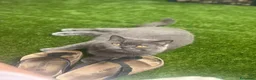 Scottish gatti in vendita: Scottish  - Annuncio 1