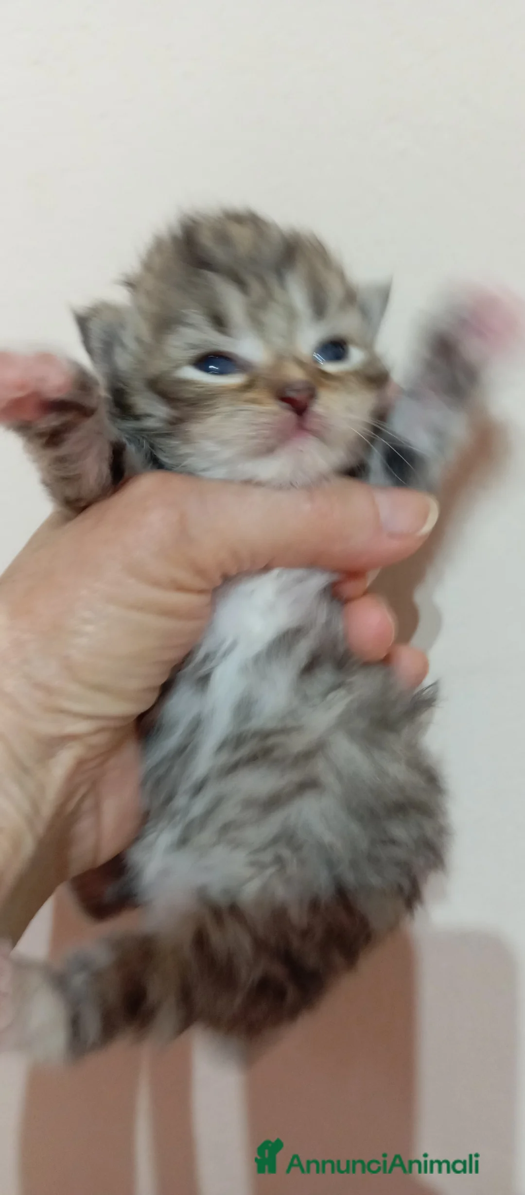 Siberiano gatti in vendita: Gattini Siberiani ipoallergenici - Annuncio 8