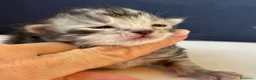 Siberiano gatti in vendita: SIBERIANI GATTINI IPOALLERGENICI - Annuncio 13