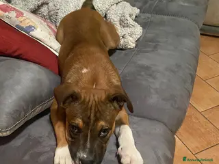 Meticcio cani DAMON MIX PITT CERCA CASA - Annuncio 16