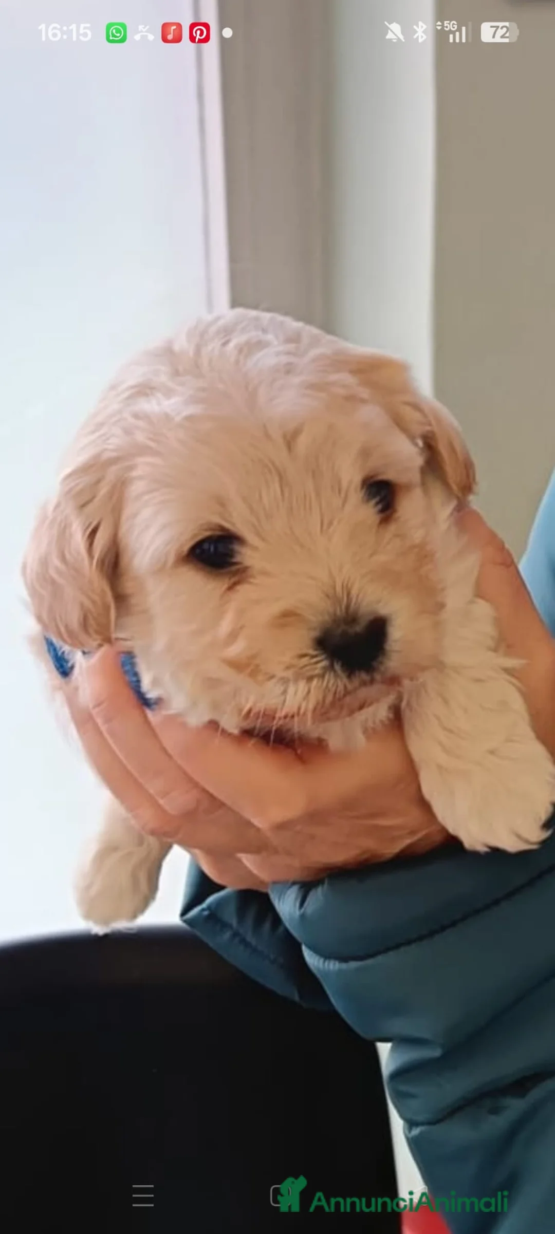 Maltipoo cani in vendita: Maltipoo - Annuncio 1