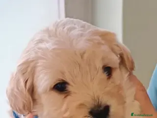 Maltipoo cani Maltipoo - Annuncio 27