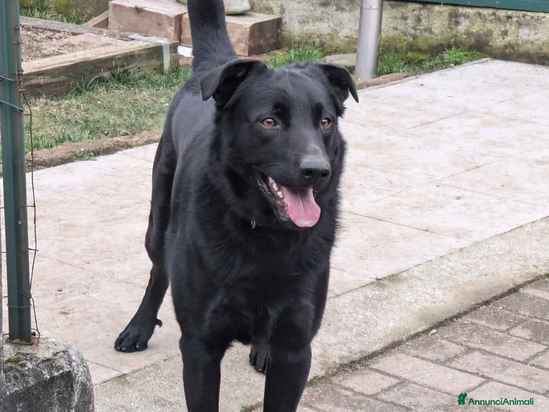 Meticcio cani in regalo: Cane pastore meticcio  - Annuncio 4